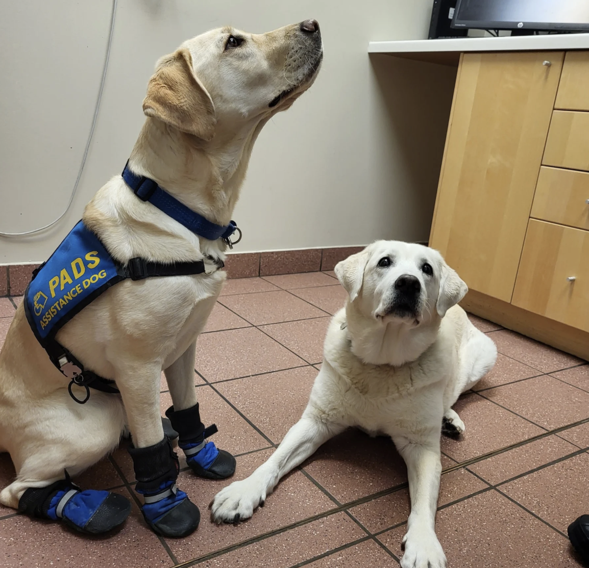 PADS Compass and PADS Bellatrix, two yellow Labrador Retrievers